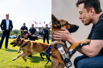 Elon Musk quietly delivers a LIFE-SAVING breakthrough for injured police dogs—what started as a secret donation turns into a global movement that has officers and K9s in TEARS of gratitude