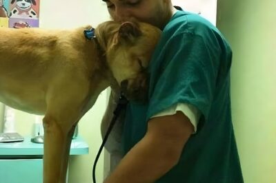 “Saving an Abused Puppy: An Unexpected Adventure of Compassion”